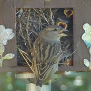 Meet your Posher, Nancy